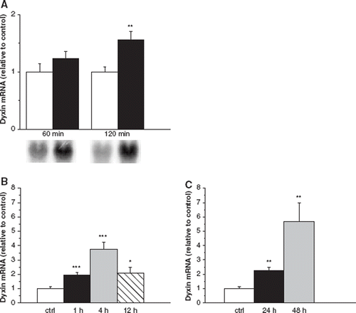 Figure 5. The effect of Stretch on left ventricular dyxin mRNA levels using ex vivo Langendorff method (A). Results (mean±SEM, n=6) are expressed as a ratio of dyxin mRNA to 18S mRNA as determined by Northern blot analysis. **p<0.0l vs control (Student's t-test). Dyxin mRNA levels after mechanical Stretch in vitro in neonatal rat ventricular myocytes. Experiments were carried out in two separate sets each having their own controls: (i) 1, 4 and 12 h, and (ii) 24 and 48 h of Stretch (B). Results are mean±SEM (n=8). Dyxin mRNA levels after mechanical Stretch in vitro in neonatal rat ventricular myocytes as studied by real-time quantitative RT-PCR (C). Results are mean±SEM (n=6) and expressed as a ratio of dyxin mRNA to 18S mRNA. White columns, control; black columns, Stretch. ***p<0.001, **p<0.01, *p<0.05 vs control (Student's t-test).