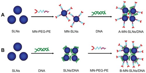 Figure 2 Preparation of pre- (A) and post- (B) MN-PEG-PE-modified SLN/DNA.Abbreviations: SLN, solid lipid nanoparticles; MN, mannan; PEG, polyethylene glycol; PE, L-α-phosphatidylethanolamine; A-MN-SLNs/DNA, pre-MN-PEG-PE-modified SLN/DNA; B-MN-SLNs/DNA, post-MN-PEG-PE-modified SLN/DNA.