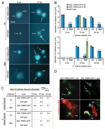 Figure 1. Callose deposition and callose synthase localization in the core region of callosic papillae in Arabidopsis during powdery mildew infection.Three-week-old resistant 35S::PMR4-GFP lines and wild type were inoculated with the adapted powdery mildew G. cichoracearum (Gc) and the non-adapted powdery mildew B. graminis f.sp hordei (Bgh). All tests were conducted with rosette leaves. (A) Micrographs showing callose deposition (blue fluorescence by aniline blue staining) at sites of attempted fungal penetration at 6 and 12 hpi. Conidia washed off (except Bgh infection of wild type at 6 hpi) to improve visualization of callose deposits. 1: first callose deposit, 2: second callose deposit. C, conidium; pp, penetration peg. Scale bar = 10 µm. (B) Diameter of the core region of the first [at primary (Bgh) and appressorial (Gc) germ tube, respectively] and second callose deposit [at appressorial germ tube (Gc + Bgh)] in aniline-blue stained leaves 6, 12 and 24 hpi. nd: not detectable. *p < 0.05, **p < 0.01 Tukey's test. Error bars represent ± SEM, and n = 100 of 4 independent leaves. (C) Ratio of total diameter of callose depositsCitation12 vs. diameter of the core region (this study). (D) Z-projected confocal laser-scanning micrographs at sites of attempted fungal penetration. Conidia were stained with propidium iodide. Arrow indicates GFP fluorescence emitted from PMR4-GFP fusion protein at the site of the first (1) and second (2) callose deposit. Micrographs are representative for 12 hpi. Agt, appressorial germ tube; c, conidium; pgt, primary germ tube. Scale bar = 10 µm.