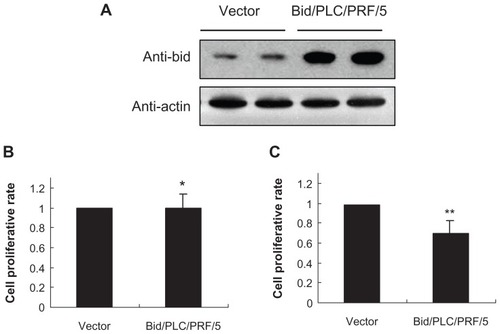 Figure 1 Proliferative characteristic of Bid-overexpressing PLC/PRF/5 clones and vector control clones. (A) Analysis of Bid-overexpressing PLC/PRF/5 clones and vector control clones by Western blot. (B and C) The proliferation analysis of cell viability with MTT assay under 10% serum or serum starvation conditions.