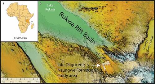 Figure 1. Geological context. Specimens were recovered from the Songwe Member of the late Oligocene Nsungwe Formation in the Rukwa Rift Basin of southwestern Tanzania. A, Geographic position of the Rukwa Rift Basin in eastern Africa (Tanzania shaded) and B, Digital elevation model showing the outcrop distribution of the Nsungwe Formation study area at the southern end of the Rukwa Rift Basin in the Songwe Valley.