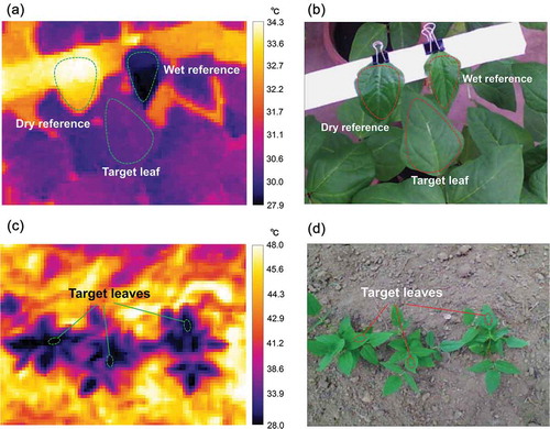 Figure 1. Infrared thermal image and RGB image of cowpea plants in the glasshouse experiment (a, b) and in the field experiment (c, d). In the glasshouse experiment, dry and wet references were taken together with the target leaf in a thermal image. In the field experiment, three plants were included in an image and the leaf temperature was detected for the top fully expanded leaves of each plant.