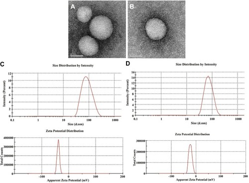 Figure 2 Transmission electron microscopy of aptamer A15 modified CUR liposomes. (A) Initial stage. (B) After 3 months of stability observation. Magnification ×100,000. Size and zeta potential distribution (C) A15-CUR LPs and (D) CUR LPs.