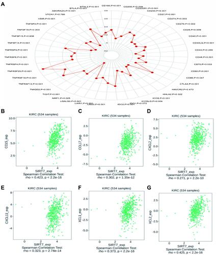 Figure 9 Correlations between SIRT7 expression and the expression of immune checkpoint and chemokine/chemokine receptor genes. (A) Correlations between the expression of SIRT7 and 40 different immune checkpoint genes in KIRC. (B–G) A positive correlation was observed between the expression of SIRT7 in KIRC and levels of CCL5, CCL17, CXCL2, CXCL13, XCL1, and XCL2.