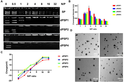 Figure 4 Gel retardation assay of poly(SCBA-SP) nanoparticles at different N/P ratios (A). Particle size (B) and zeta potential (C) of poly(SCBA-SP) nanoparticles. TEM images (D) of dPSPs/pDNA (a dPSP1, b dPSP2, c dPSP3, d dPSP4). The data represent the mean ± SD (n = 3).