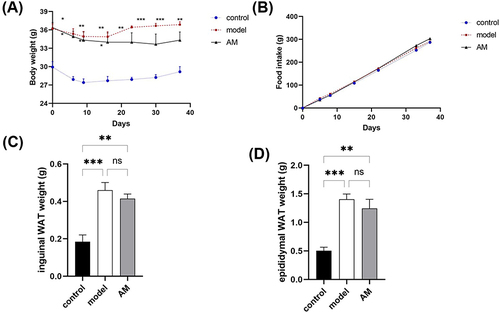 Figure 1 Effects of abdominal massage (AM) on body weight and fat mass in obese mice between the control, model, and AM groups. (A) Body weight. (B) Food intake. (C) Weight of inguinal white adipose tissue. (D) Weight of epididymal white adipose tissue. Data are expressed as means ± standard deviation relative to the control group. *P < 0.05; **P < 0.01; ***P < 0.001.