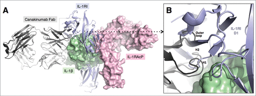 Figure 5. Mechanism of IL-1β neutralization by canakinumab. Structural overlay of the IL-1β - canakinumab complex with the IL-1RI – IL-1RAcP – IL-1β ternary complex (PDB entry 4DEP). (A). IL-1β (green) and the IL-1RAcP (light magenta) are shown in surface representation. The IL-1RI extracellular domains (light violet) and the canakinumab Fab (dark and light-gray) are shown in cartoon representation. (B). Close-up view showing the steric hindrance between the D1 domain of IL-1RI and the VH domain of canakinumab, notably the H-CDR1, H-CDR2 and outer loop regions.