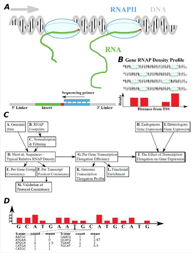 Figure 1. A schematic framework of this work. (A) Illustration of a NET-seq method for the estimation of RNAP elongation rates.Citation9 After freezing and cutting the exposed DNA, the RNAP is immunoprecipitated. Next, the RNAP is removed and the transcript, which holds the last nucleotide that was transcribed just before the freezing, gets sequenced. (B) All the reads that end with the last nucleotide that was transcribed are aligned back to the genome, quantifying the number of reads per nucleotide. (C) A flow diagram of this study (see details in the main text). We analyzed the experimental data (i.e. the RNAP density reads) together with the known gene annotations and genomic data. The reads were normalized by the average read of each gene. We learnt 5-mers from different groups of genes and regions within genes in order to demonstrate consistency. We performed comparison with additional run-on protocol measurements,Citation24 in order to demonstrate consistency. Several possible factors were controlled for, such as mRNA levels, GC content, folding energy etc. Finally, we suggest that the transcription elongation rate is related to expression levels, and so we study the profiles of transcription elongation and the relation between gene function and elongation. (D) The 5-mer density score is defined as the mean normalized density of the 5-mer's middle nucleotide over all the 5-mer occurrences. For instance, considering only one gene and its normalized gene profile as shown, the 5-mer AATGC would have a density score of 1; similarly, the 5-mer GCATG would have a density score of 2.67.