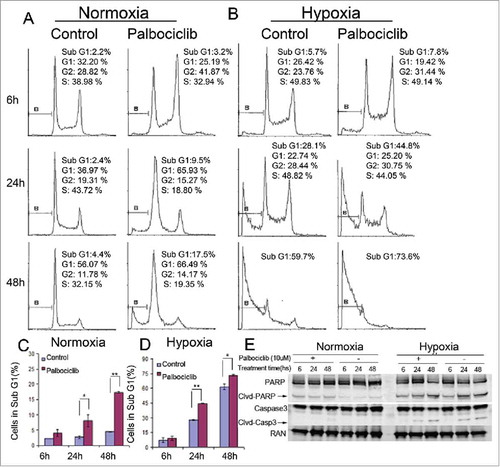 Figure 2. Effects of Palbociclib on cell death and cell cycle in CRC cell lines. RKO colon cancer cells were treated at the indicated time points with palbociclib (10 μM) under normoxic (A and C) or hypoxic (B and D) conditions. Representative curves are shown in the upper panels (A and B). Bar diagrams (C and D) represent Sub-G1 distribution within the cell cycle profiles. Data are shown as Mean ± SD (n = 3, Student's t-test, 2-tailed, “*” represents P < 0.05, “**” represents P < 0.01 (E) Immunoblotting shows cleavage of apoptosis-related proteins with or without palbociclib under either normoxia (Left panels) or hypoxia (Right panels). Cell death and cell cycle alterations are shown using flow cytometry. Cell death after treatment of 48 hours under hypoxia was significant. Thus there were not enough cells to support cell cycle analysis (B).