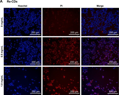 Figure 7 High-content imaging analysis of cell apoptosis and necrosis by Hoechst/PI double-staining method.Notes: (A) Samples only treated with different concentrations of Re-CDs. (B) Samples treated with Re-CDs and NAC simultaneously. There were clear cell apoptosis and necrosis phenomena in the group treated with Re-CDs. When co-incubated with NAC, cell apoptosis and necrosis had decreased.Abbreviations: NAC, N-acetyl-L-cysteine; PI, propidium iodide; Re-CDs, Re-based carbon dots.