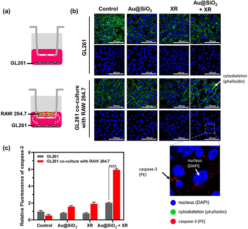 Figure 5 The effect of RAW264.7 macrophages on the production of caspase-3 in GL261 cells receiving Au@SiO2 NPs and/or X-ray irradiation (XR).