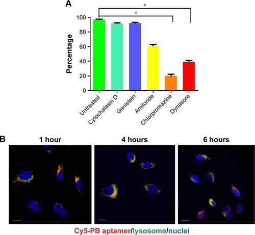 Figure 5 (A) Decreased PB aptamer uptake by chlorpromazine (clathrin-mediated endocytosis inhibitor) and dynasore (dynamin-mediated endocytosis inhibitor) treated HUVEC (*P<0.05). (B) Escape of the PB aptamer from lysosome 6 hours after HUVEC internalization (red: Cy5-PB aptamer; green: lysosome; blue: nuclei). Scale bar: 20 μm.Abbreviation: HUVEC, human umbilical vein endothelial cell.