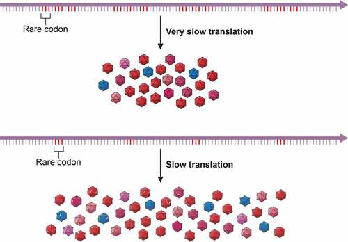 Figure 1. Codon usage-driven capsid folding. The occurrence of clusters of rare codons induce ribosome stallings which slowdown the translation speed. The codon composition of the HAV capsid coding region ensures a fine-tuned translation which results in a low production of highly cohesive capsids. Changes in codon composition increasing the rate of translation result in higher production of otherwise less cohesive capsids. HAV represents an example of the codon usage code for protein structure. Modified from [Citation32]