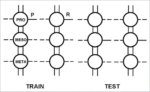 Figure 3. Schematic dorsal view of the 3 thoracic ganglia of the cockroach (prothoracic, mesothoracic and metathoracic) showing the bilateral peripheral nerves of each ganglion going to a pair of legs, as well as the 2 connectives between the ganglia. This system can be used for studying learning and memory in the same ganglion, as well as studying the transfer of such learning-related information from ganglion one to ganglion two and three. The actual escape-avoidance learning procedure used in the first prothoracic ganglion is shown in Figure 4.Citation19 (Reprinted with permission from Elsevier).