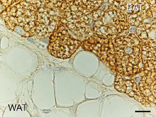 Figure 1. Mouse adipose organ: anterior subcutaneous depot, interscapular area. Light microscopy of a section where the transition between brown (BAT) and white adipose tissue (WAT) is visible. Note the different cytoplasmic lipid accumulation: mostly unilocular in WAT and multilocular in BAT. Only BAT is intensely stained by UCP1 antibodies (immunohistochemistry ABC method, primary antibody: anti-sheep UCP1 dilution 1:4000, kind gift of Dr D. Ricquier, Paris). Bar = 25 μm.