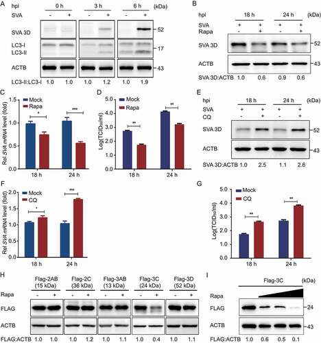 Figure 1. SVA-induced autophagy inhibits viral replication by degrading the SVA 3 C protein in the early stage of viral infection. (A) PK-15 cells were mock-infected or infected with SVA at an MOI (multiplicity of infection) of 1 and harvested at 0, 3, and 6 hpi. The expression of SVA 3D and LC3 proteins were analyzed by Western blotting. ACTB/β-Actin was used as the sample loading control. (B, C, and D) PK-15 cells were incubated or mock incubated with Rapa for 4 h and then infected with SVA for the indicated times. The cells lysates and culture supernatants were collected to analyze SVA 3D expression and viral titers with Western blotting, real-time PCR, and TCID50 assay. (E, F, and G) PK-15 cells were incubated with CQ and then infected with SVA. The cells lysates and culture supernatants were collected to analyze SVA 3D expression and viral titers with Western blotting, real-time PCR, and TCID50 assay. (H) 293 T cells were transfected with empty vectors or plasmids encoding Flag-tagged 2AB, 2 C, 3AB, 3 C, and 3D proteins for 12 h and then treated with Rapa (6.25 μM) for 12 h. The cell lysates were analyzed by Western blotting. (I) 293 T cells were transfected with the vector expressing Flag-3 C and treated with increasing concentrations of Rapa (wedge) for 12 h. The protein level of 3 C was analyzed with Western blotting. Data are means ± SD of triplicate samples. *P < 0.05, **P < 0.01, ***P < 0.001 (two-tailed Student’s t-test).