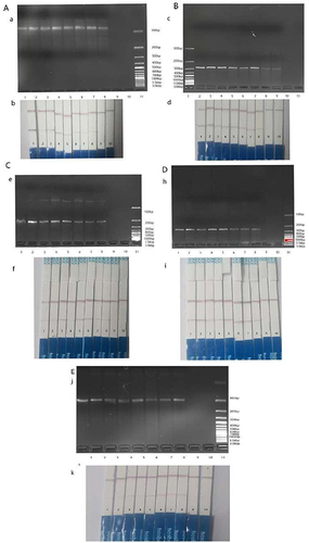 Figure 5 (A–E) RPA results of five carbapenems enzymes KPC, NDM, OXA, IMP, and VIM after diluting the template (from 1.5X108CFU/mL to 1.5CFU/mL), as well as the corresponding CRISPR-Cas12a immunochromatographic strip detection results.