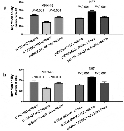 Figure 4. SNHG7 enhances gastric cancer cell migration and invasion through suppressing miR-34a.