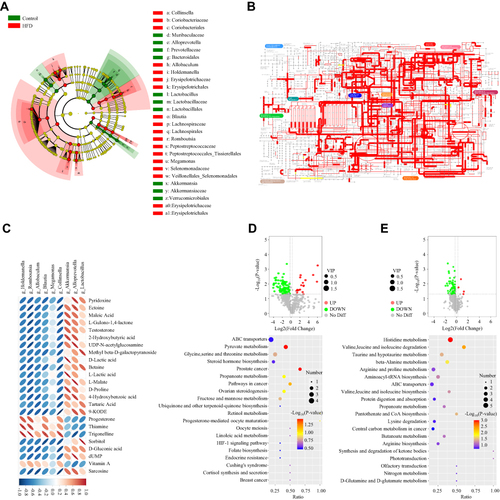 Figure 3 High fat diet induced intestinal microbiome dysbiosis and metabolic profiles disorders in Wistar rats. (A) LEfSe analysis of cladogram in Control group and HFD group. (B) Overview of the complete metabolism in Control group and HFD group. (C) The correlation graph shows the correlation between intestinal microbiome with fecal metabolites. (D) Above is the volcano map of fecal metabolites between the Control group and HFD group. Below is the KEGG bubble map of fecal metabonomics between the HFD group and the control group. The larger the Abscissa in the picture, the higher the enrichment of differential metabolites in the pathway. The color of the point represents the P-value value of the hypergeometric test, and the smaller the value is, the greater the reliability of the test is and the more statistically significant it is. The size of the point represents the number of differential metabolites in the corresponding pathway, and the larger the point, the more differential metabolites in the pathway. (E) Above is the volcano map of plasma metabolites between the Control group and HFD group. Below is the KEGG bubble map of plasma metabonomics between the HFD group and the control group.