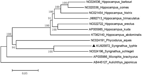 Figure 1. Neighbour-joining (NJ) tree of 12 species complete mitochondrial genome sequence. The phylogenetic relationships of broad-nosed pipefish show 87% identities to Syngnathus schlegeli using Aulichthys japonicus as an outgroup.