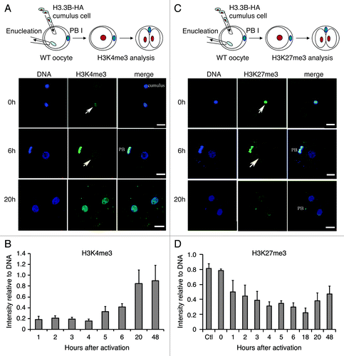 Figure 1. Dynamics of H3.3 and histone modifications during reprogramming in SCNT embryos. (A) and (B) Dynamics of H3K4me3 in the nuclei of SCNT embryos. H3K4me3 levels in the donor nuclei increase from 5 h to 20 h after activation in SCNT embryos (Arrows indicate the transplanted cumulus nuclei). Data are represented as H3K4me3 fluorescence intensities relative to DNA at various time points, with error representing SD (n ≥ 5). (C) and (D) Dynamics of H3K27me3 in the nuclei of H3.3B-HA cumulus nuclear transfer embryos. The H3K27me3 is gradually lost in the donor nuclei of SCNT embryos after activation (Arrows indicate the transplanted cumulus nuclei). Data are represented as H3K27me3 fluorescence intensities relative to DNA at various time points, with error representing SD (n ≥ 5). Bar scale: 20 µm.