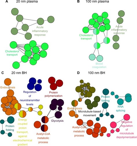 Figure 1 Visualized biological processes associated with binding of proteins from plasma and brain homogenate with SiO2 nanoparticles. (A) Plasma and negatively charged 20 nm SiO2 nanoparticles, (B) plasma and negatively charged 100 nm SiO2 nanoparticles, (C) brain homogenate and negatively charged 20 nm SiO2 nanoparticles, and (D) brain homogenate and negatively charged 100 nm SiO2 nanoparticles.Abbreviation: BH, brain homogenate.