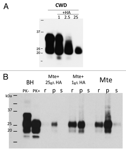 Figure 4. Influence of HA on PrPSc: (A) interactions between HA and PrPCWD affect PrPCWD recovery and molecular weight. Identical amounts of 10% brain homogenate (BHCWD) were incubated with water (control) and HA (1g/L, 2.5 g/L and 25 g/L) overnight at room temperature. Samples were analyzed for presence of PK-resistant PrPCWD by western blot with Bar224 antibody. (B) HA affect hamster scrapie prion (PrPHY) binding to Mte. 10% brain homogenate (BHHY) was incubated with Mte ± HA (1 g/L and 25 g/L) overnight at room temperature. Samples were fractionated through a sucrose cushion to separate bound PrPHY from unbound; residual (r; adsorbed on the Eppendorf tube PrPHY), pellet (p; bound PrPHY) and supernatant (s; unbound PrPHY) were analyzed for presence of PK-resistant PrPHY by western blot with 3F4 antibody.