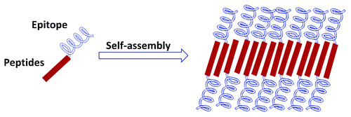 Figure 9. Schematic display of a repetitive antigen in a self-assembling peptide adjuvant system.