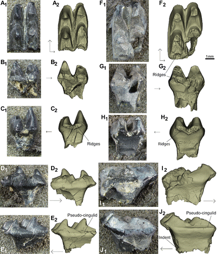 FIGURE 6. Stereognathus hebridicus, BRSUG 20574 and BRSUG 20575, paratypes, lower postcanines. A–E, BRSUG 20574: A1, occlusal view; A2, occlusal view digital reconstruction; B1, posterior view; B2, posterior view digital reconstruction; C1, anterior view; C2, anterior view digital reconstruction; D1, lingual view; D2, lingual view digital reconstruction; E1, buccal view; E2, buccal view digital reconstruction. F–J, BRSUG 20575: F1, occlusal view; F2, occlusal view digital reconstruction; G1, posterior view; G2, posterior view digital reconstruction; H1, anterior view; H2, anterior view digital reconstruction; I1, lingual view; I2, lingual view digital reconstruction; J1, buccal view; J2, buccal view digital reconstruction. Anterior direction indicated by longer black arrow, lingual by shorter arrow.