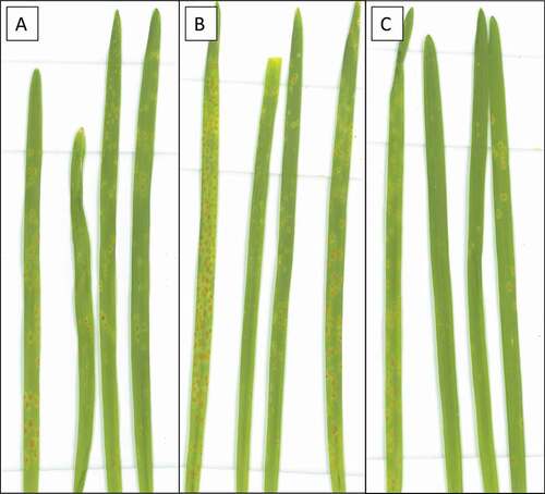 Fig. 2 Symptoms of wheat leaf rust on plants grown at 8°C for 42 days after inoculation. Puccinia triticina isolates were (a) 12–3 MBDS, (b) 06-1-1 TDBG, and (c) 77–2 TJBJ. From left to right within each panel, the lines are Thatcher (Tc), Tc-Lr34 (RL6058), Tc-Lr34 (RL6091) and Glenlea