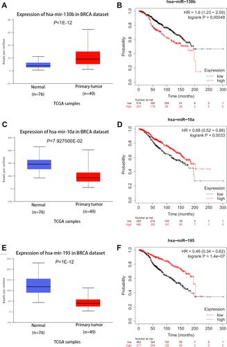 Figure 4 The expression and prognostic values of miR-130b (A and B), miR-10a (C and D) and miR-195 (E and F) from mRNA-miRNA-lncRNA regulatory network in UALCAN and Kaplan-Meier plotter databases.