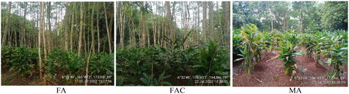 Figure 2. The planting pattern of arrowroot in agroforestry and monocultureNote: FA=Falcataria moluccana+arrowroot; FAC=F. molluccana+arrowroot + cardamom; MA = Monoculture arrowroot