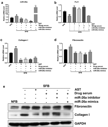 Figure 4. BSYJ suppresses SFB fibrosis via miR-26a-mediated FLI1 expression regulation