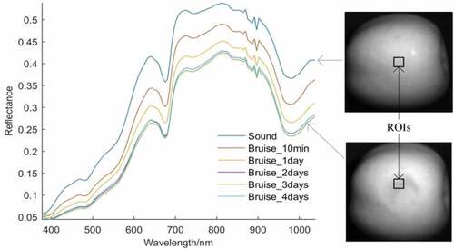 Figure 3. Average spectra reflectance and grayscale images at 811 nm of sound and bruised apples