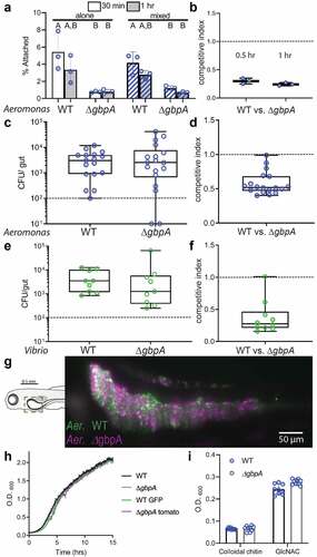 Figure 3. Colonization of the zebrafish intestine by A. veronii and V. cholerae does not require gbpA. (a) Binding of WT and ∆gbpa A. veronii to chitin beads, quantified as the percent of total bacteria, after either 0.5 hr (white bars) or 1 hour (gray bars) of incubation. Bacterial strains were added to chitin beads alone (solid bars) or mixed with the other strain (striped bars). Boxplot whiskers represent range. Groups with different letter designations are statistically different with a p value of < 0.05 whereas groups with the same letter are not significantly different. (b) Competitive index of ∆gbpa versus WT A. veronii recovered from chitin beads. (c) A. veronii CFUs recovered at 6 dpf following inoculation of GF zebrafish with individual strains at 4 dpf. (d) Competitive index of ∆gbpa versus WT A. veronii recovered at 6 dpf following co-inoculation of GF zebrafish with the two strains at 4 dpf. (e) V. cholerae CFUs recovered at 6 dpf following inoculation of GF zebrafish with individual strains at 4 dpf. (f) Competitive index of ∆gbpa versus WT V. cholerae strains recovered at 6 dpf fish following co-inoculation of GF zebrafish with the two strains at 4 dpf. (g) Light sheet micrograph of zebrafish intestine colonized with WT (green) and ∆gbpa (purple) A. veronii in the proximal intestinal region indicated in the schematic. (h) Growth curves measuring OD600 for each A. veronii strain grown in TSB. (i) Final OD600 measurement for WT and ∆gbpa strains grown on colloidal chitin and GlcNAc.