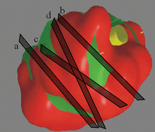 Figure 2. Selected image frames for 2.5D to 3D registration. [Color version available online.]