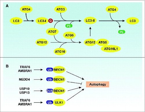 Figure 3. Regulation of ATG proteins by ubiquitination. (A) Two Ubl conjugation systems in mammalian cells. (B) Ubiquitination or deubiquitination of BECN1 and ULK1 regulate the autophagic response.