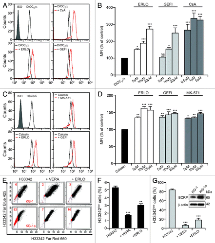 Figure 3. Erlotinib inhibits drug efflux via P-gp, BCRP and MRPs. (A–D). KG-1 cells were loaded with 20 nM DiOC2(3) (A and B) and 10 nM calcein (C and D) alone or together with the indicated concentration of erlotinib (ERLO, 10 μM where not specified), cyclosporine A (CsA, 1 μM where not specified), or 10 μM MK-571 for 2 h, then subjected to cytofluorometry for the determination of DiOC2(3) and calcein fluorescence. Representative profiles and quantitative data (fluorescence normalized to that of cells treated with DiOC2(3) and calcein only, means ± SEM; n = 3) are reported. *p < 0.05, **p < 0.01, ***p < 0.001, ns = non-significant (ANOVA plus Dunnett’s test), as compared with cells loaded with DiOC2(3) (B) or calcein (D) only. (E–G). Alternatively, KG-1 (E and F) and KG-1a (E and G) cells were treated with 1.5 μM Hoechst 33342 (H33342) alone or in combination with 50 μM VERA or 10 μM ERLO for 4 h, followed by the quantification of H33342 fluorescence by cytofluorometry. (E) depicts representative dot plots and the percentage of cells that do not accumulate H33342 (H33342low cells) is indicated. In (F and G), quantitative data are reported (means ± SEM; n = 3). **p < 0.01, ***p < 0.001 (ANOVA plus Dunnett’s test), as compared with cells loaded with H33342 only (F and G). In the inset in (G), untreated KG-1 and KG-1a cells were subjected to immunoblotting for the estimation of breast cancer resistance protein (BCRP) expression levels. The amount of β actin was monitored to ensure equal loading of lanes.