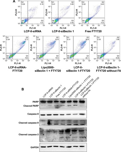 Figure 6 SMMC-7721 cell apoptosis.Notes: (A) After treatment with LCP-II-siRNA, LCP-II-siBeclin 1, free FTY720, LCP-II-siRNA-FTY720, LCP-II-siBeclin 1-FTY720 with or without FA or lipo2000-siBeclin 1 with FTY720 (7.5 μM total FTY720), the apoptosis rates were determined. (B) After treatment with LCP-II-siRNA, LCP-II-siBeclin 1, free FTY720, LCP-II-siRNA-FTY720, LCP-II-siBeclin 1-FTY720 with or without FA or lipo2000-siBeclin 1 and FTY720 (7.5 μM total FTY720), the related protein levels were measured.Abbreviations: FA, folic acid; FTY720, fingolimod; LCP-II NPs, lipid/calcium/phosphate type II nanoparticles; lipo2000, Lipofectamine 2000; siBeclin 1, Beclin 1 siRNA.