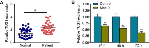 Figure 1 Expression levels of TUG1 in patients with coronary heart disease (CHD) and in cells incubated with metformin.