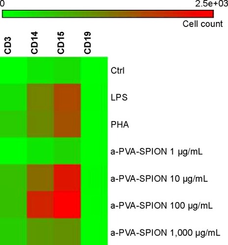 Figure 3 Impact of a-PVA-SPION on the number and distribution of IL1β positive cells.Notes: Whole blood samples obtained from healthy donors (n=6) were incubated for 20 hours at varying a-PVA-SPION concentrations. Cellular transport was blocked by adding Brefeldin A and cells were stained for extracellular markers as well as for intracellular IL1β. Normalization according to cell count was performed and data were visualized with the help of a heat map. Data are given as number of IL1β positive cells.Abbreviations: Ctrl, control; LPS, lipopolysaccharide; PHA, Phaseolus vulgaris; a-PVA-SPION, amino-polyvinyl alcohol coated superparamagnetic iron oxide nanoparticles.