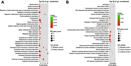 Figure 3 Gene Ontology enrichment analysis for MM-maintained up-HGMMGs. Results of gene ontology enrichment analysis for MM-maintained up-HGMMGs (A) and down-HGMMGs (B) in HG-induced HUVECs.