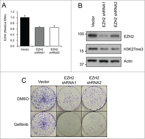 Figure 4. EZH2 shRNA decreases colony formation when combined with gefitinib. HT-29 cells were transfected with Vector or EZH2 shRNAs. (A) EZH2 RT-PCR after puromycin selection. EZH2 levels are relative to actin. (B) EZH2 western blotting after puromycin selection. (C) Clonogenicity assay with crystal violet staining after 10 days of treatment with DMSO (Control) or 5 μM gefitinib.