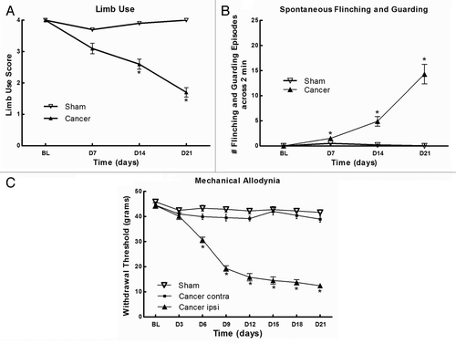 Figure 1. Evaluation of pain behaviors following the implantation of Walker 256 cells in rat left femur. (A) Movement-evoked pain was determined using limb use score. Significant impaired limb use was observed at days 14 and 21. (B) Spontaneous flinching and guarding times across 2 min indicate spontaneous pain behaviors and the significant differences were found at days 7, 14 and 21. (C) Mechanical allodynia was determined using the von Frey test. The withdrawal threshold diminishes progressively from day 6. All graphs show means ± SEM, n = 10 rats/group, *p < 0.05.