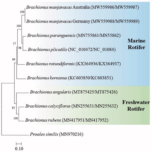 Figure 1. Phylogenetic analyses based on mitochondrial DNA of two strains of Brachionus manjavcas with seven Brachionus species. The amino acid sequences of 12 mitochondrial DNA genes were aligned by ClustalW. Maximum likelihood analysis was performed by Mega software version 10.0.1 with the Gamma + LG + I model. Rapid bootstrap analysis was conducted with 1000 replications with 48 threads running in parallel. The rotifer Proales similis (class Monogononta) served as the outgroup. –Ln = 30,004.91.