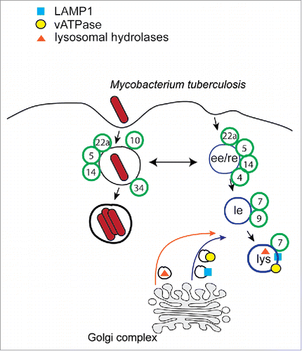 Figure 1. Trafficking model of the Mycobacterium-containing vacuole. After phagocytosis the Mycobacterium-containing vacuole acquires early-phagocytic features and Rab GTPases (green circles). However, it does not interact with the late endocytic pathway and does not acquire lysosomal markers, such as lysosomal hydrolases, the vATPase and lysosomal glycoproteins.