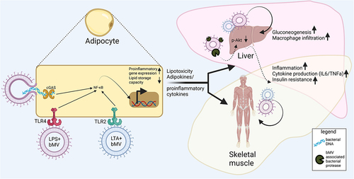 Figure 4. Interactions between bMVs and metabolic tissues. Reported consequences implicated in metabolic disease mostly involve proinflammatory signalling in AT, the liver and skeletal muscle. Mechanisms through which bMVs mediate their biological effects are via activation of pathogen recognition receptors (PPR) such as Toll-like receptors TLR4Citation100 & TLR2Citation101 and cyclic GMP-AMP Synthase (cGAS).Citation95 In addition, bMV associated proteases can dysregulate glucose homeostasis through inhibition of insulin signalling in the liver,Citation25 via mechanisms not fully understood. Upregulated expression of pro-inflammatory genes following PRR activation occurs through translocation of nuclear factor kappa-light-chain-enhancer of activated B cells (NF-kB) to the cell nucleus.Citation107 Proinflammatory signalling in AT is concomitant to a decreased AT lipid storage capacity. A subsequent lipid overflow to non-AT tissues acts in concert with proinflammatory endocrine AT signalling to the liver and skeletal muscle.Citation6