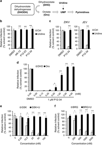 Fig. 4 P12-23 and P12-34 block viral replication by interfering with host pyrimidine biosynthesis.a Dihydroorotate dehydrogenase (DHODH) converts dihydroorotate (DHO) to orotate (Oro) for pyrimidine biosynthesis. b A549 cells infected with DENV-2-eGFP (MOI 5) were treated with P12-23 (1 µM), P12-34 (1 µM) or AR-12 (5 µM) in medium with or without uridine (50 µg/ml). c A549 cells infected with ZIKV (MOI 0.5) or JEV-eGFP (MOI 1) were treated with P12-34 (1 µM) with or without supplemented uridine (50 µg/ml). d A549 cells infected with DENV-2-eGFP (MOI 5) were treated with P12-34 (1 µM) in the presence of DHO or Oro. e A549 cells infected with DENV-2-eGFP (MOI 5) were treated with GSK983 (GSK) or brequinar (BRQ) in the presence or absence of 50 µg/ml uridine (U). eGFP or NS3 (ZIKV) expression was measured using a high-content image analysis system at 24 hpi. Data are reported as the means ± SD. *p < 0.05; ***p < 0.0001 by two-tailed Student’s t-test (n = 3)