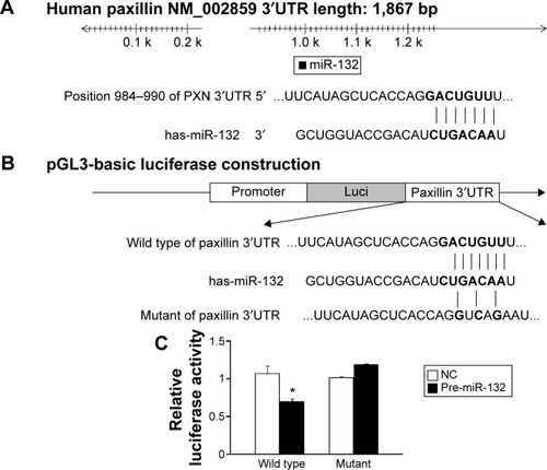 Figure 2 Paxillin is a direct target of miR-132 in CRC.
