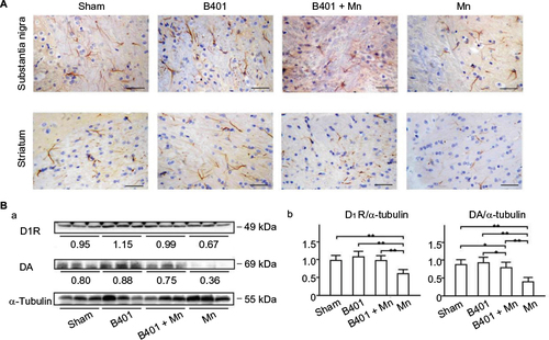 Figure 3 Expression levels of D1R and DA were increased significantly in the brain tissues of Mn-treated mice with oral B401 treatment.